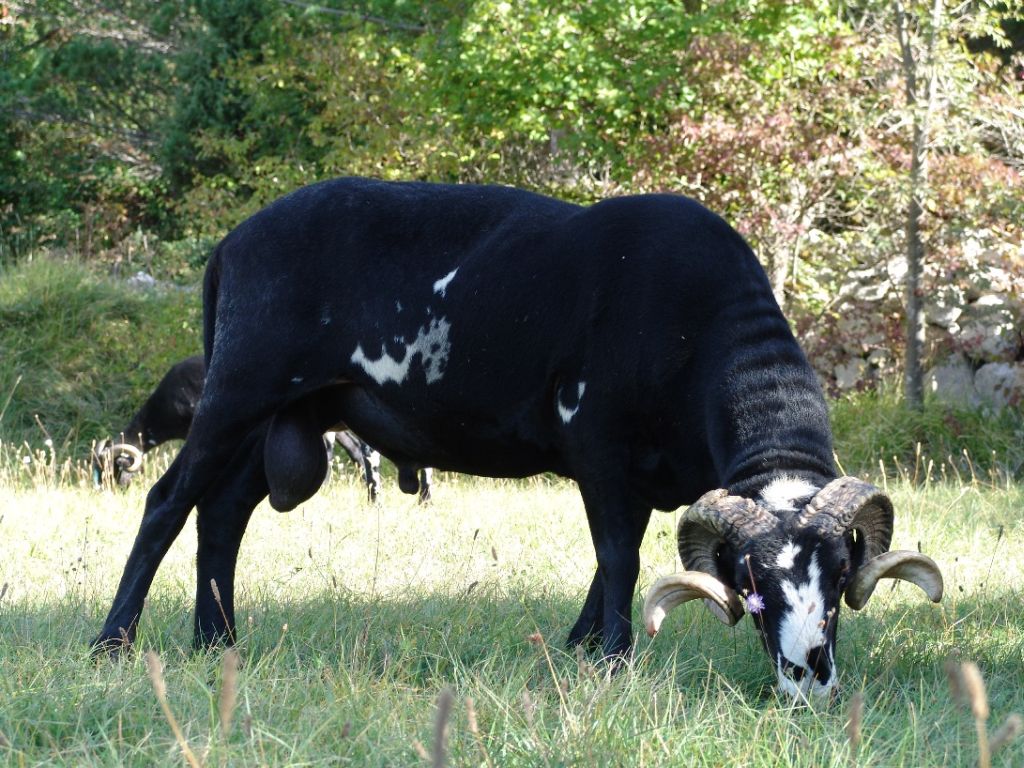 Istarska ovca