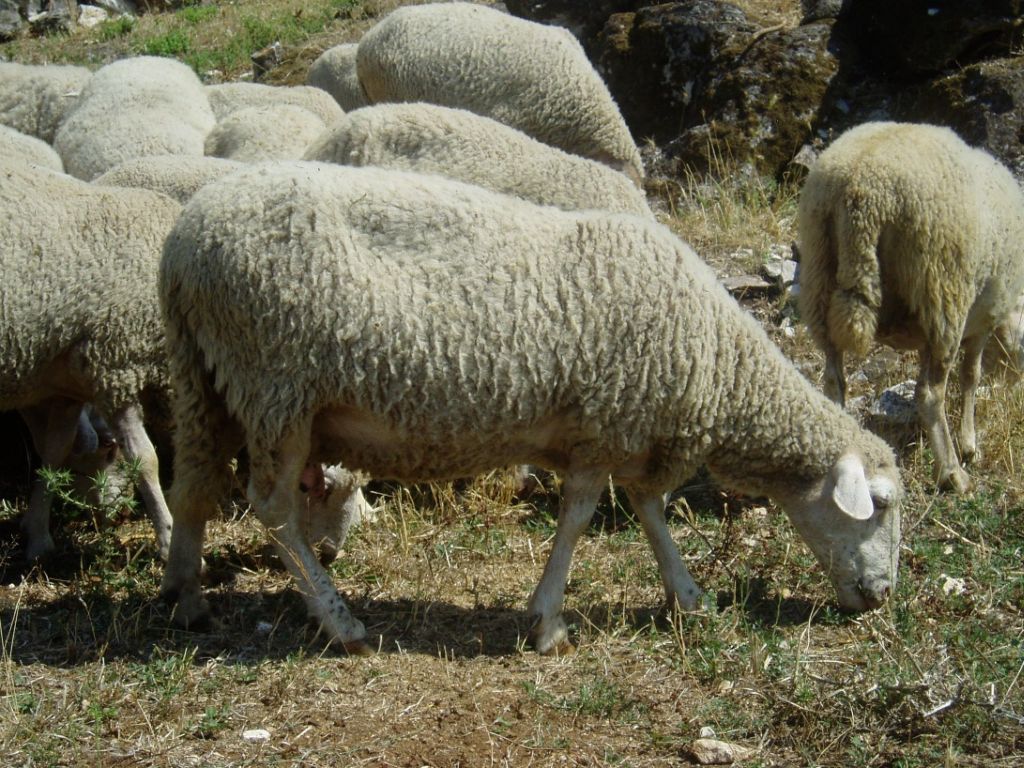 dubrovacka ovca ruda