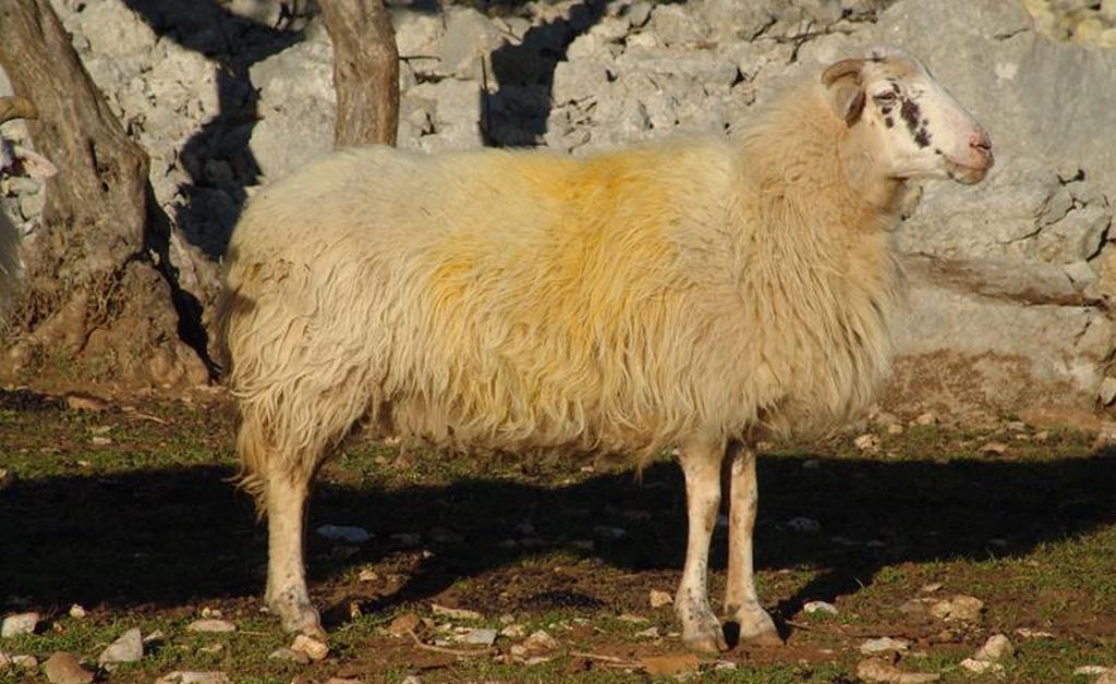 krcka ovca