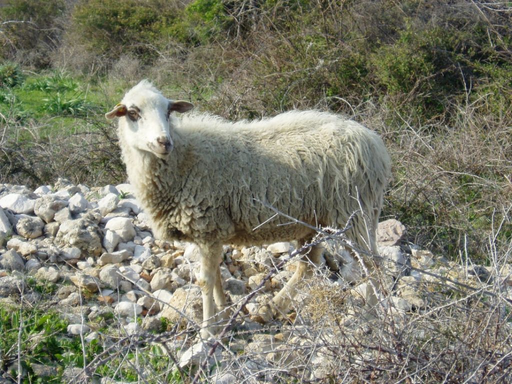paska ovca