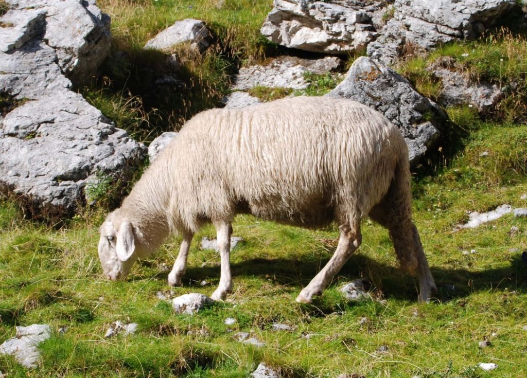 solcavsko-jezerska ovca