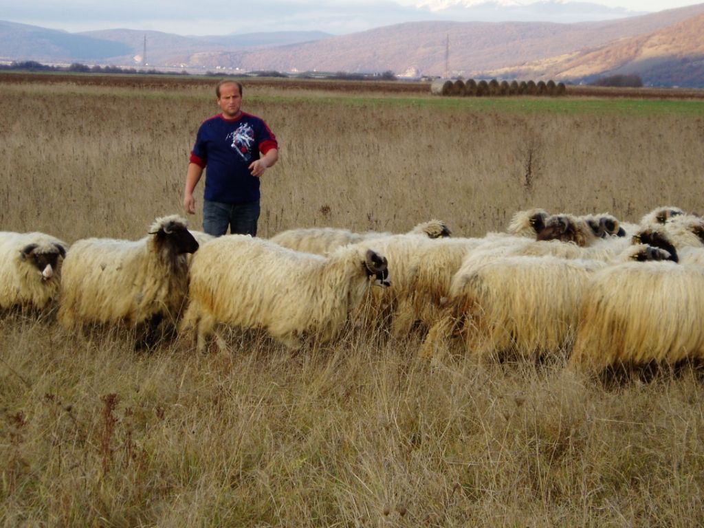 travnicko-vlasicka ovca