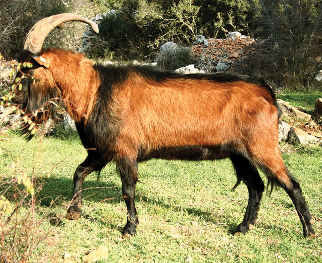 njemačka šarena plemenita koza